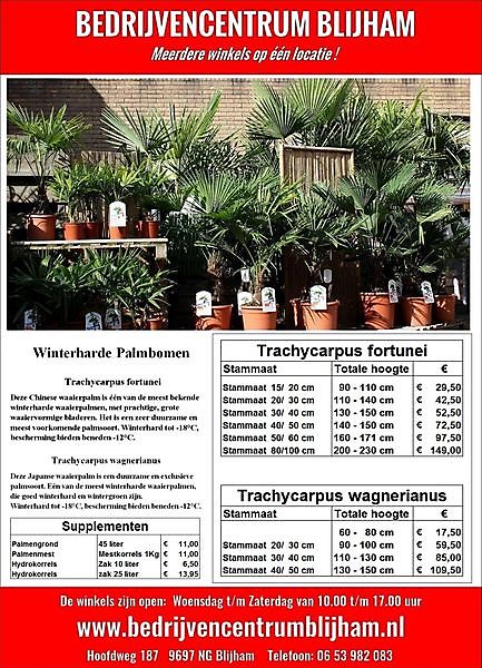 Winterharde Palmbomen vanaf € 17.50 Blijham