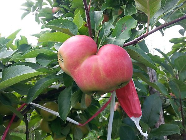 Appelplukdagen Noordbroek