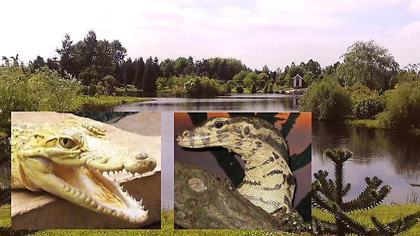 Reptielen in Dinopark Landgoed Tenaxx in Wedde Wedde