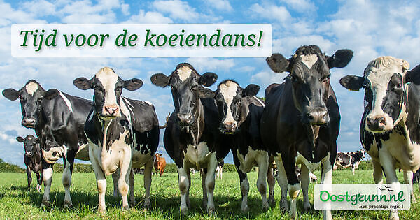 De koeiendans tijdens Open Dag Blijham
