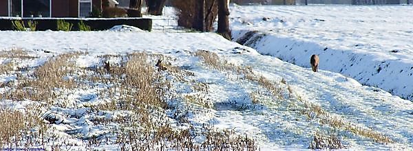 Foto Reeën in de winter Bellingwolde