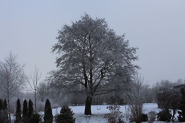 Foto rijp Finsterwolde