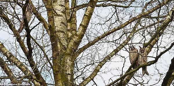 Foto 3 uilen in een boom Bellingwolde