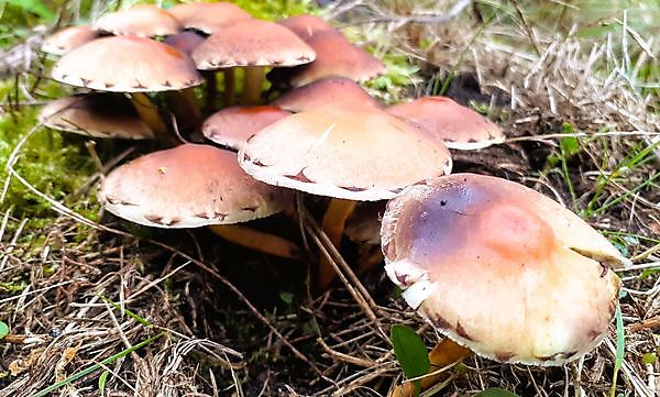 Foto Herfst Veendam