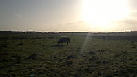 Schotse Hooglanders in de Tjamme Beerta, Oldambt