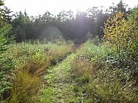 Natuurgebied Jipsingboertange, Westerwolde