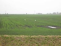 Scharrelende witte reigers Beerta, Oldambt