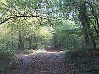 Natuurgebied Metbroekbosch Smeerling, Stadskanaal