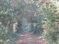 Natuurgebied De Lethe Bellingwolde, Westerwolde