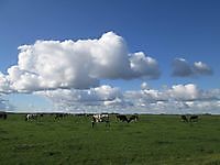 Gronings landschap met koeien Finsterwolde, Oldambt