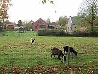 Grazende geitjes langs de vestingwal Oudeschans, Oldambt