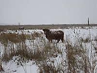 Schotse hooglander in de sneeuw Beerta, Oldambt