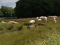 Natuurgebied Jipsingboertange Jipsingboertange, Westerwolde