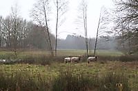 Heide Grazersop het  droge. Sellingen, Westerwolde