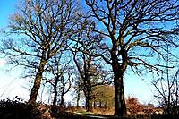 De oude bomen Onstwedde, Stadskanaal