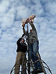 paard op de toren Bellingwolde, Westerwolde