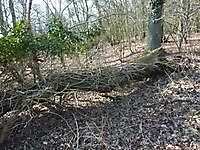 Natuur In Onstwedde en omstreken. Onstwedde, Stadskanaal