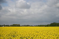 koolzaadveld Ter Apel, Westerwolde