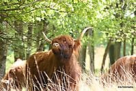 sellingen bos Ter Apel, Westerwolde