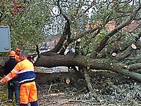 Storm zorgt voor omgewaaide bomen Beerta, Oldambt