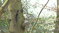 eekhoortjes kloosterbos Ter Apel, Westerwolde