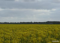 koolzaadveld Laudermarke, Westerwolde