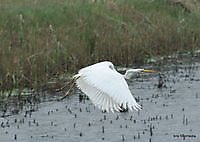 witte reiger Ter Apel, Westerwolde