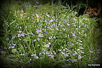 terapellerbossen Ter Apel, Westerwolde