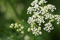 natuur / bloemen Ter Apel, Westerwolde