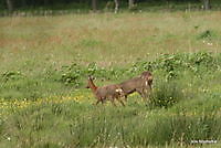 ter apelbossen Ter Apel, Westerwolde