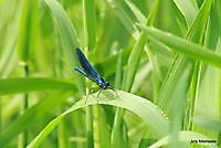 libelle Ter Apel, Westerwolde