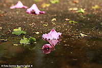 Rhododendron bloem Winschoten, Oldambt