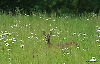 ter apelbossen Ter Apel, Westerwolde