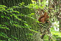 Eekhoorn Ter Apelbossen Ter Apel, Westerwolde