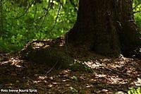 Boomstam in het stadspark Winschoten, Oldambt