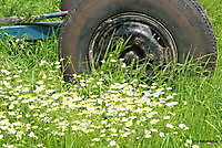 natuur / bloemen Ter Apel, Westerwolde