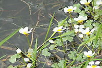 bloem uit de natuur Ter Apel, Westerwolde