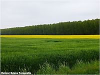 Nieuwlandse weg Bellingwolde, Westerwolde