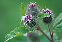 natuur / bloemen Ter Apel, Westerwolde