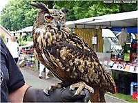 Europese Oehoe Bellingwolde, Westerwolde