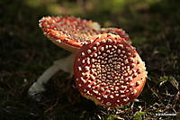 paddestoelen Ter Apel, Westerwolde