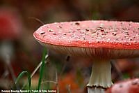 Rood met witte stippen, vliegenzwam Winschoten, Oldambt