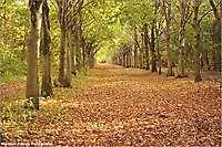 Herfst Vriescheloo, Westerwolde