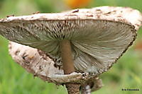 paddestoelen Ter Apel, Westerwolde