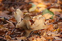 paddestoel Ter Apel, Westerwolde