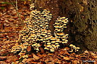 bosje paddestoelen Ter Apel, Westerwolde