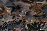 paddestoelen Ter Apel, Westerwolde