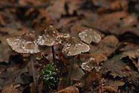 paddestoelen met sneeuw Ter Apel, Westerwolde