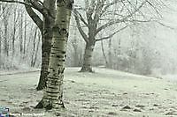 Berkenbomen Winter in het park Winschoten, Oldambt