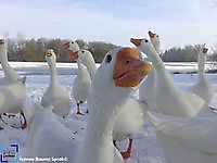 Ganzen in de winter Winschoten, Oldambt